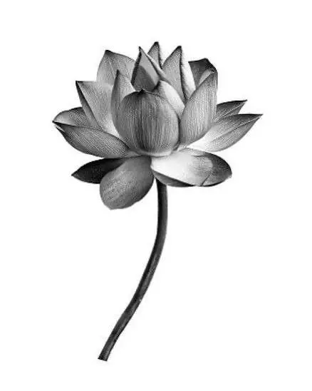 Bộ sưu tập hoa sen trắng